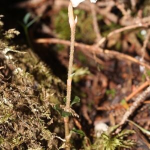 Myrmechis Japonica orchidee met groene en paarse bloemen.