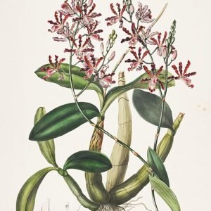 Paarse en witte bloem van Myrmecophila tibicinis met groene stelen.