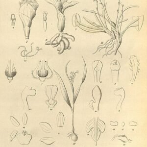 Orchideeën in groen en wit, fijne bloemblaadjes, elegante vormen.