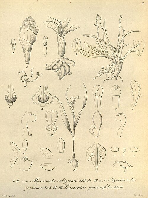 Orchideeën in groen en wit, fijne bloemblaadjes, elegante vormen.