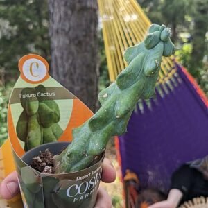 Myrtillocactus geometrizans, groene cactus met geometrische vormen.