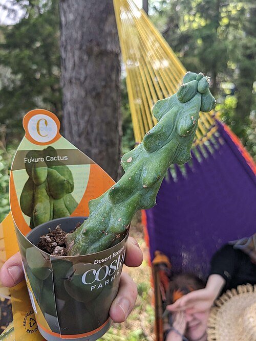 Myrtillocactus geometrizans, groene cactus met geometrische vormen.