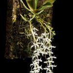 Close-up van paarse Mystacidium capense orchidee met groene bladeren.