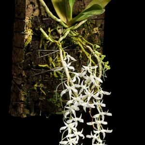 Close-up van paarse Mystacidium capense orchidee met groene bladeren.