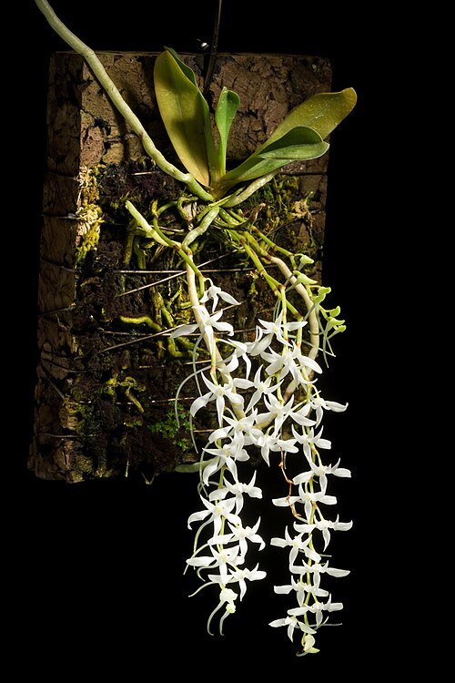 Close-up van paarse Mystacidium capense orchidee met groene bladeren.