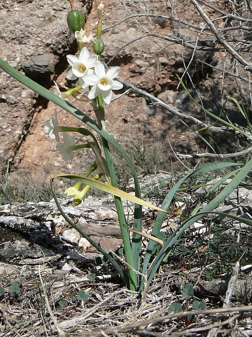 Narcissus dubius bloemen in close-up, geel en wit.