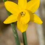 Narcissus calcicola bloeiende gele lentebloem met groen blad.