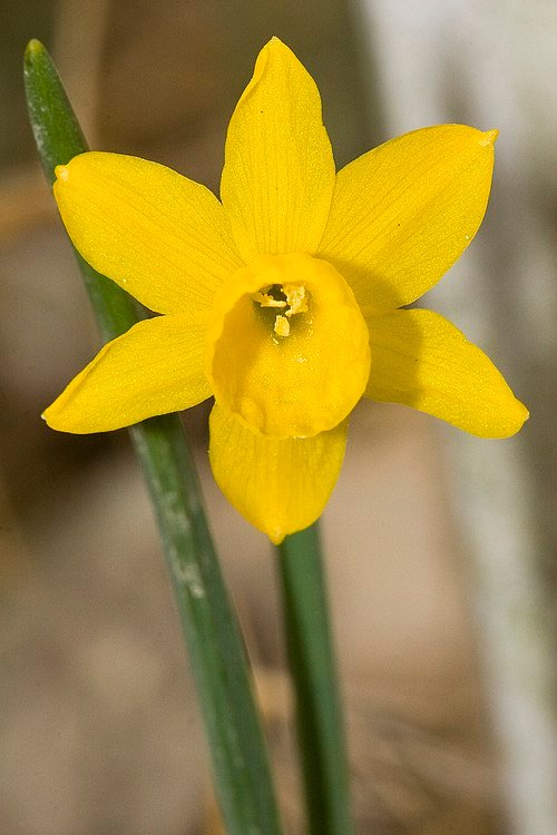 Narcissus calcicola bloeiende gele lentebloem met groen blad.