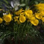 Narcissus obesus bloembol met gele bloemen op groene stengels.