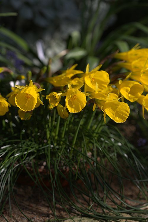 Narcissus obesus bloembol met gele bloemen op groene stengels.