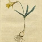 Yellow Narcissus minor flower surrounded by green leaves in garden setting.