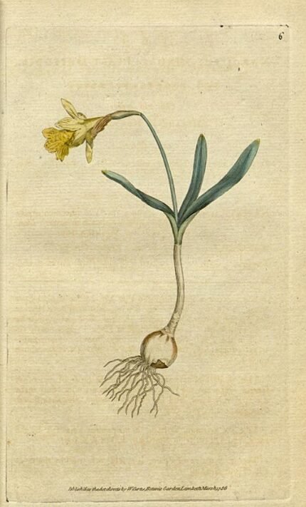 Yellow Narcissus minor flower surrounded by green leaves in garden setting.