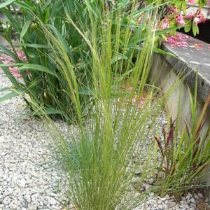 Elegant Nassella tenuissima ornamental grass with fluffy green plumes.