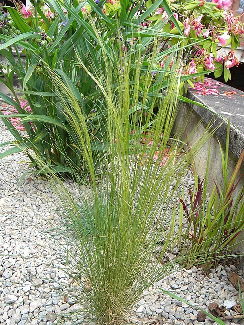 Elegant Nassella tenuissima ornamental grass with fluffy green plumes.