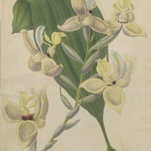 Stanhopea orchidee botanische tekening in detail.