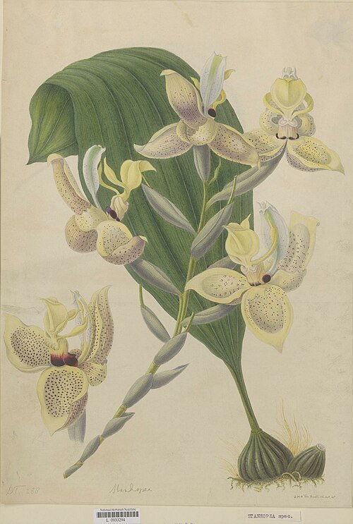 Stanhopea orchidee botanische tekening in detail.