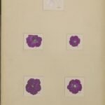 Petunia bloemenkunstwerk met paarse en witte bloemblaadjes op donkere achtergrond.