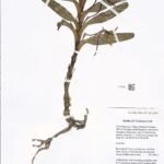 Jumellea alionae orchidee planttype-specimen met groene bladeren en witte bloemen.