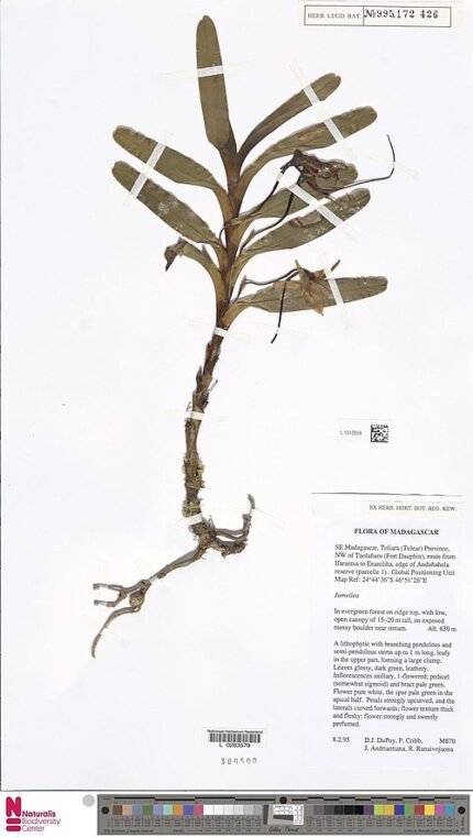 Jumellea alionae orchidee planttype-specimen met groene bladeren en witte bloemen.