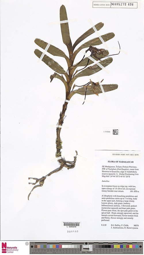 Jumellea alionae orchidee planttype-specimen met groene bladeren en witte bloemen.