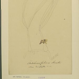 Illustratie van bloeiende Campanulorchis orchidee met delicate witte en paarse bloemen.