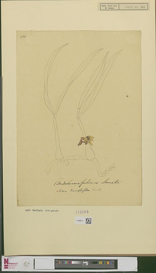 Illustratie van bloeiende Campanulorchis orchidee met delicate witte en paarse bloemen.