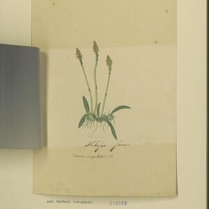 Thelasis capitata Bloem met gedetailleerde roze en groene bloemblaadjes.