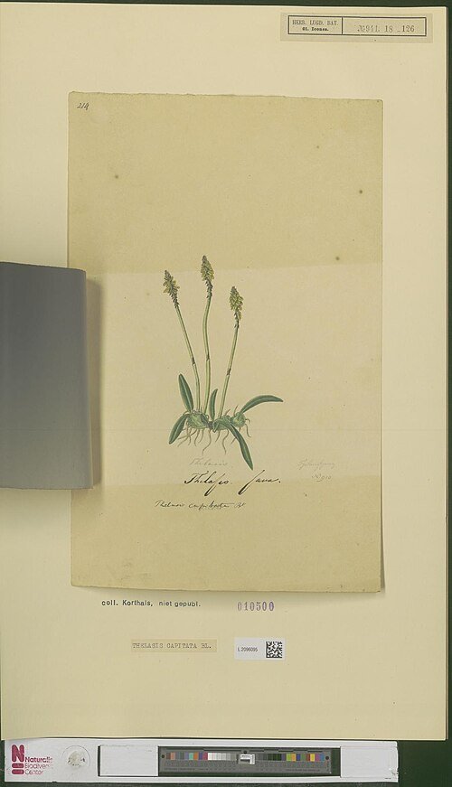 Thelasis capitata Bloem met gedetailleerde roze en groene bloemblaadjes.