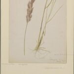 Calamagrostis epigeios, winterharde plant met zandgrond, zonnige standplaats.