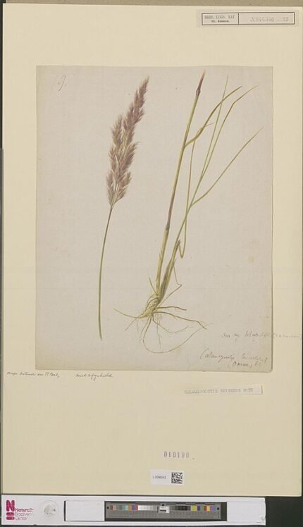 Calamagrostis epigeios, winterharde plant met zandgrond, zonnige standplaats.