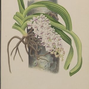 Rhynchostylis gigantea orchidee in volle bloei met witte bloemen en groene bladeren.