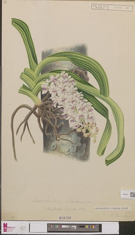 Rhynchostylis gigantea orchidee in volle bloei met witte bloemen en groene bladeren.