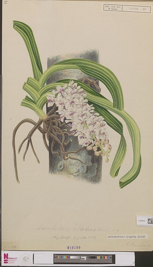 Rhynchostylis gigantea orchidee in volle bloei met witte bloemen en groene bladeren.