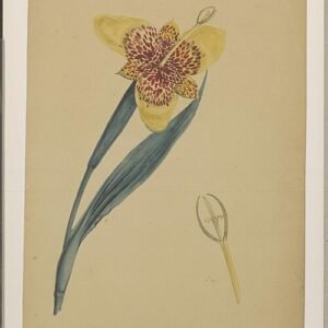 Bloeiende Tigridia pavonia bloem in levendige kleuren op kunstwerk.