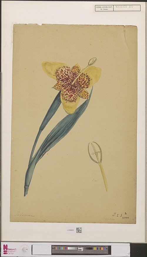 Bloeiende Tigridia pavonia bloem in levendige kleuren op kunstwerk.