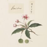 Penciltekening van Malus halliana in aquarelverf.