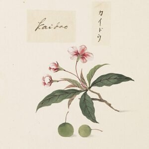 Penciltekening van Malus halliana in aquarelverf.