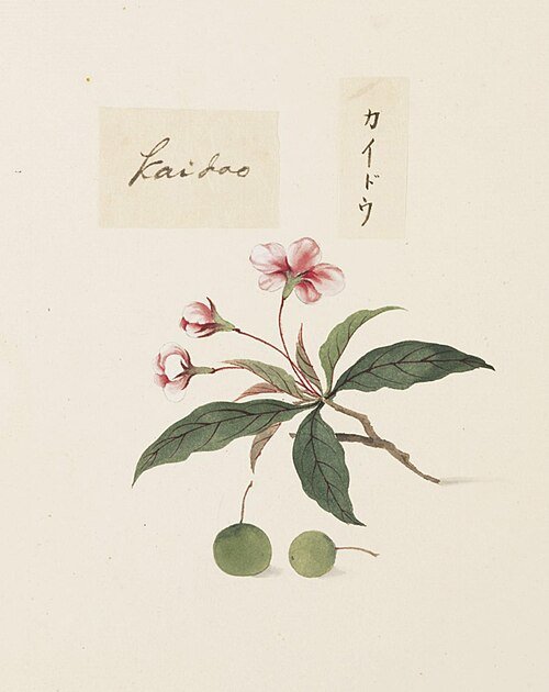 Penciltekening van Malus halliana in aquarelverf.