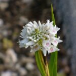 Vrolijke bloeiende Polystachya neobenthamia orchidee in botanische omgeving.