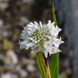 Vrolijke bloeiende Polystachya neobenthamia orchidee in botanische omgeving.