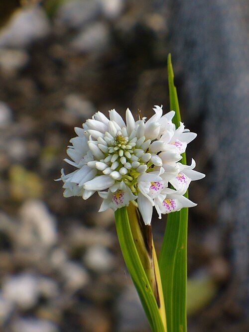 Vrolijke bloeiende Polystachya neobenthamia orchidee in botanische omgeving.