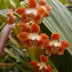 Neomoorea irrorata plant met opvallende groen blad en strepen.