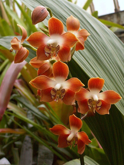 Neomoorea irrorata plant met opvallende groen blad en strepen.