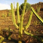 Neoraimondia Herzogiana cactus met lange groene stelen en witte stekels.