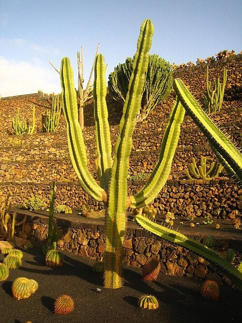 Neoraimondia Herzogiana cactus met lange groene stelen en witte stekels.
