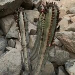 Neoraimondia arequipensis cactus met lange kolomvormige vorm, groene stekelige stelen en witte wollige plukjes.