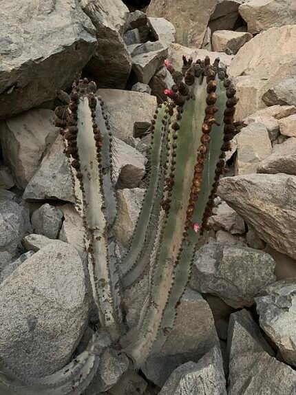 Neoraimondia arequipensis cactus met lange kolomvormige vorm, groene stekelige stelen en witte wollige plukjes.