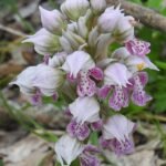 White Neotinea lactea orchid flower with green leaves on natural background.
