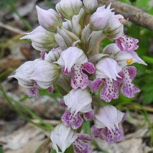 White Neotinea lactea orchid flower with green leaves on natural background.