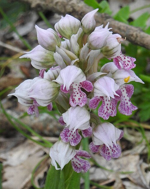 White Neotinea lactea orchid flower with green leaves on natural background.